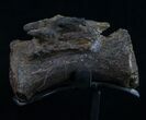 Diplodocus Caudal Vertebra With Stand #10265-4